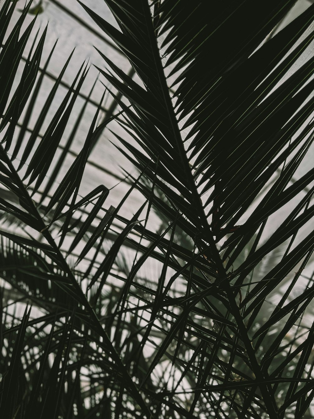 uma foto em preto e branco de uma palmeira