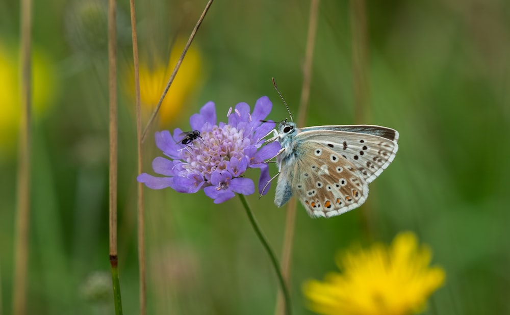 a white butterfly sitting on a purple flower