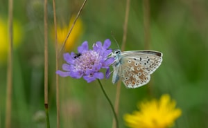 A delicate butterfly with blue and brown patterned wings is perched on a vibrant purple flower. Nearby, a small black insect is also visible on the flower. The background consists of a blurred mix of green and yellow, suggesting a natural setting with grass and wildflowers.