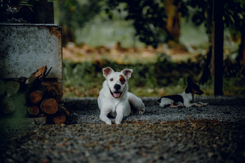 a white dog laying on the ground next to a pile of logs