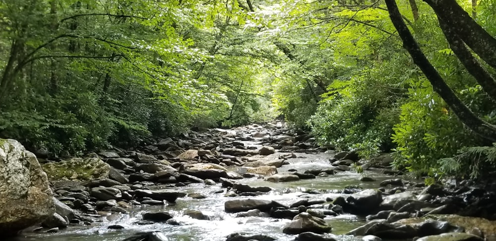 a stream running through a lush green forest