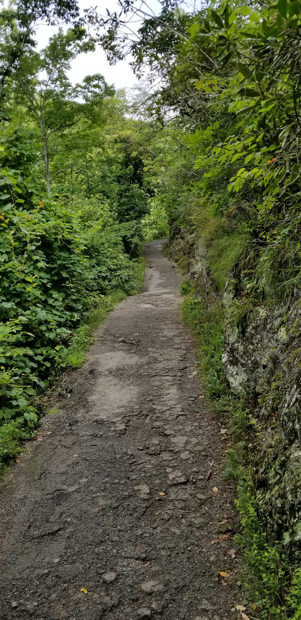 a dirt road surrounded by trees and bushes