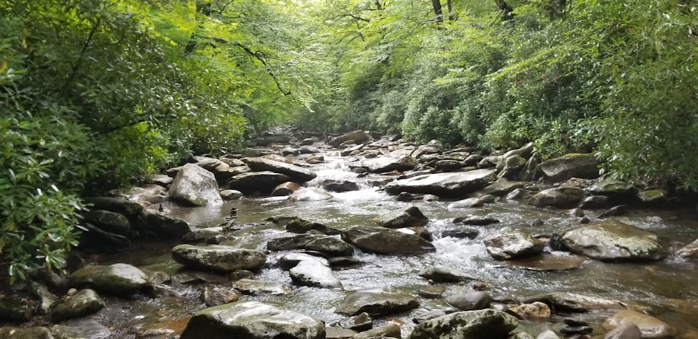 a stream running through a lush green forest