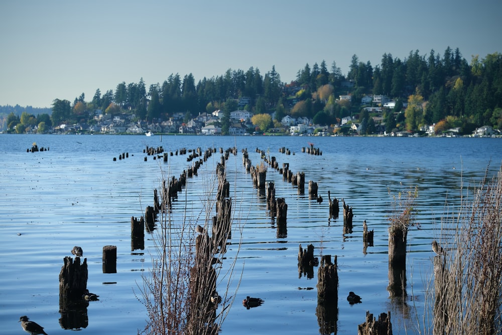 a body of water with a bunch of logs sticking out of it