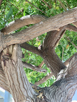 Close-up of intertwined branches forming a natural circle, symbolizing the sacred cycles of Wicca.