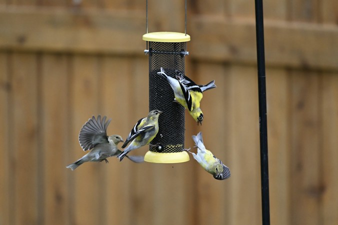 Enhancing Your Backyard with Bird-Friendly Habitats