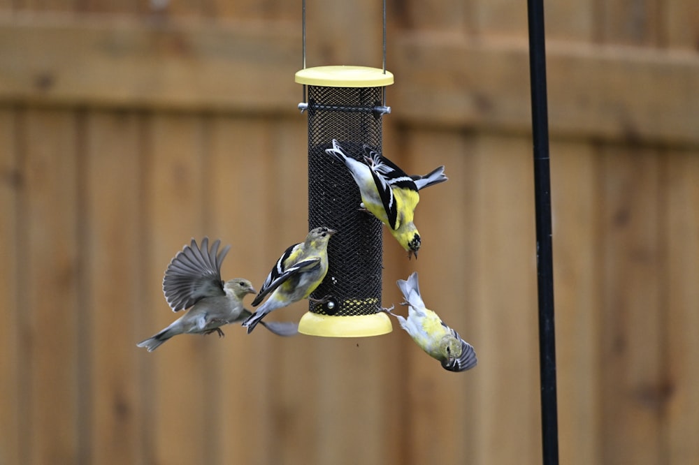 a group of birds flying around a bird feeder
