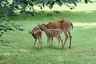 A family enjoying a jungle safari, spotting deer near a lush green clearing at sunset.