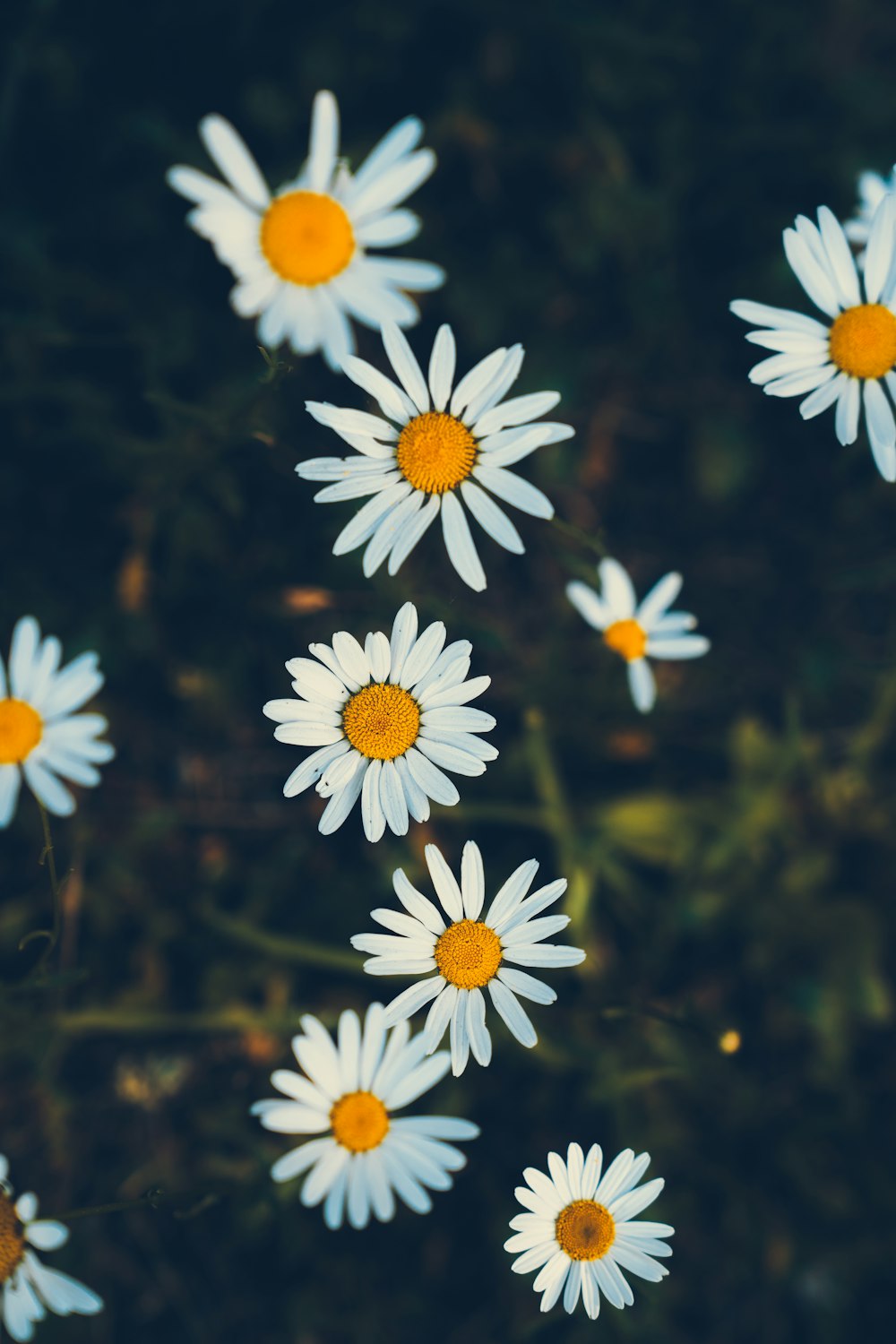 a bunch of white daisies with yellow centers