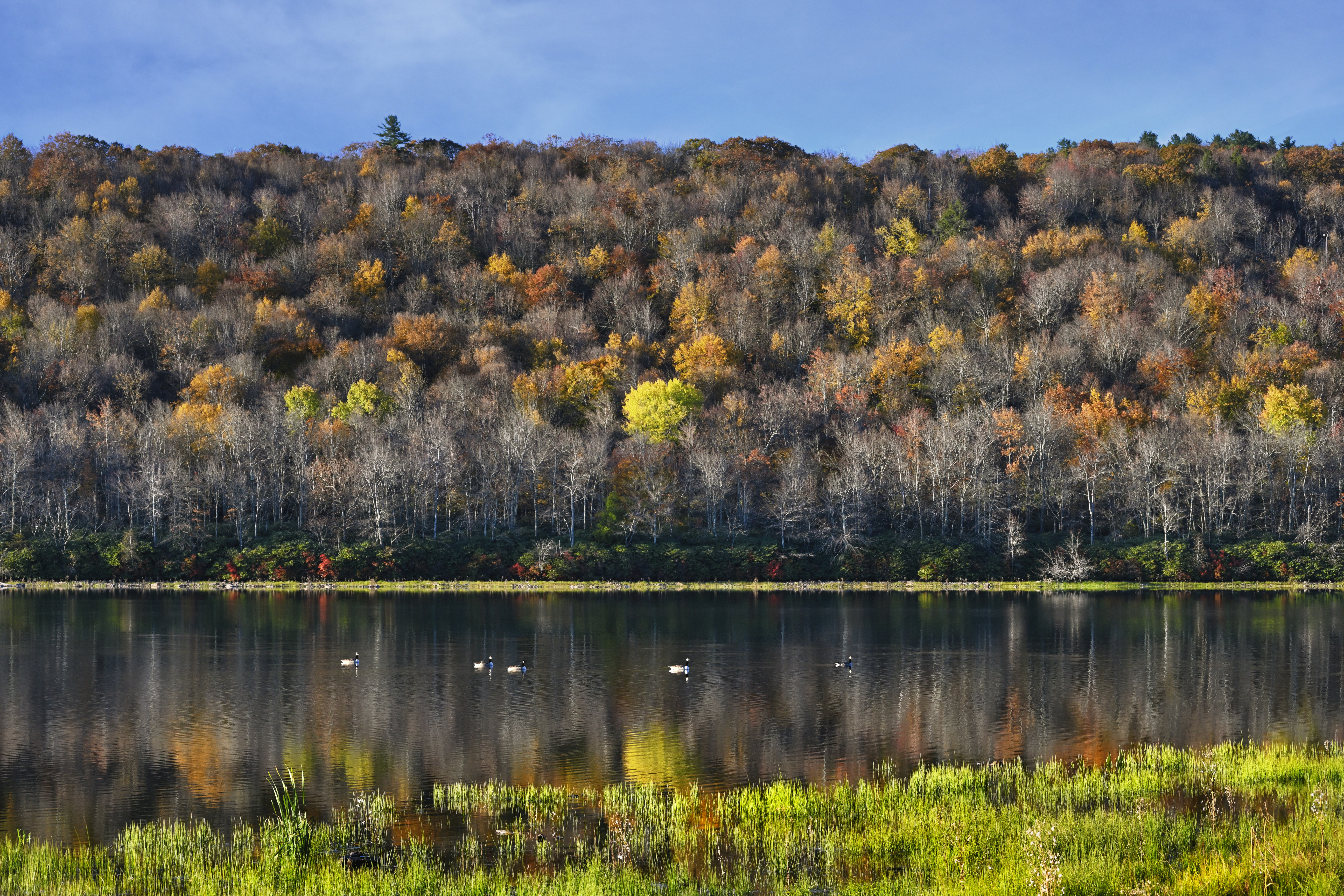 a large body of water surrounded by a forest