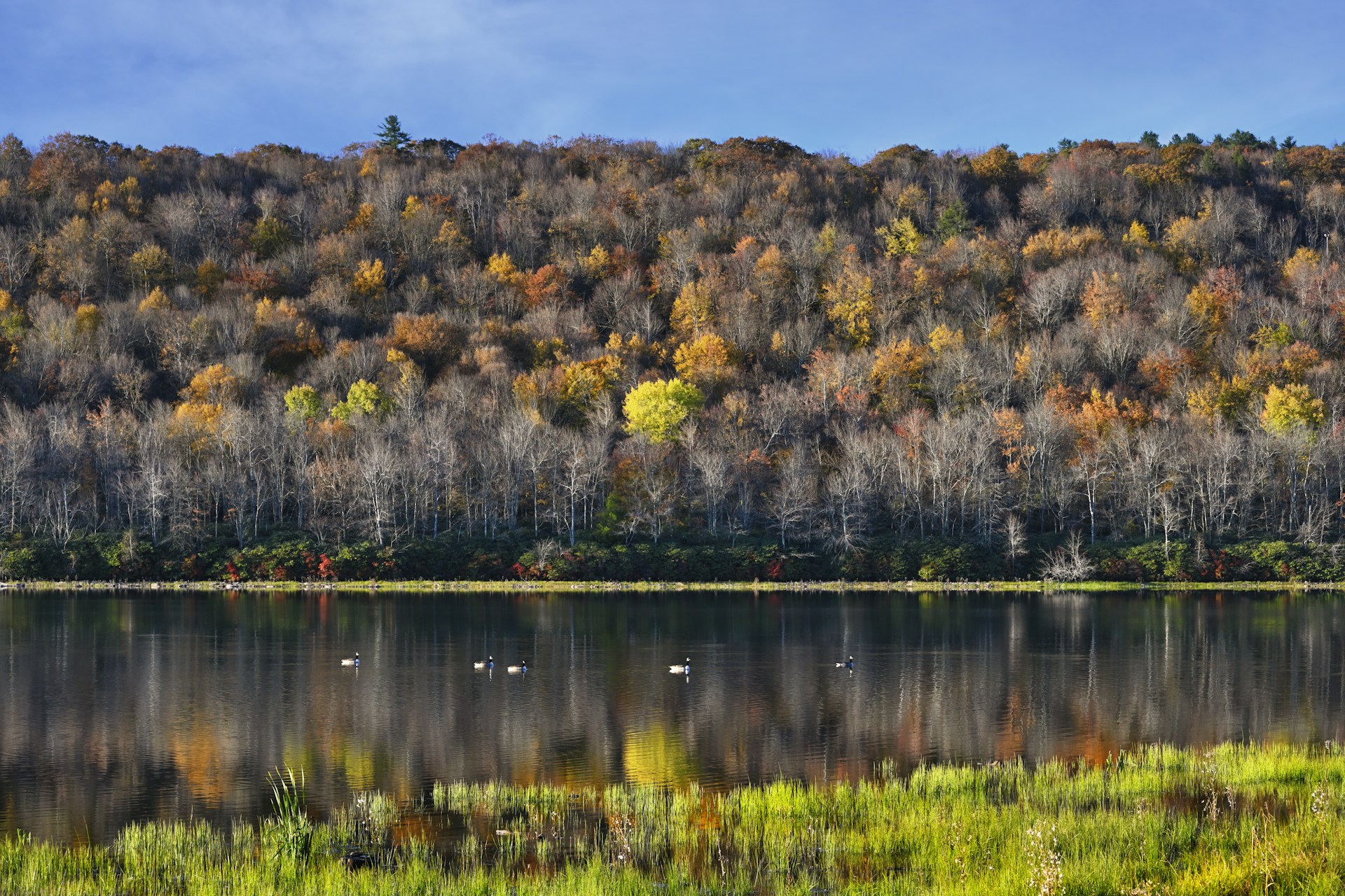 a large body of water surrounded by a forest