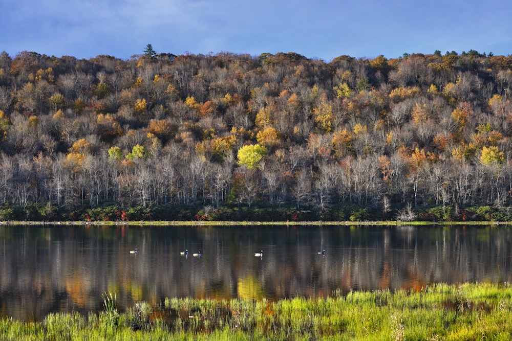 a large body of water surrounded by a forest