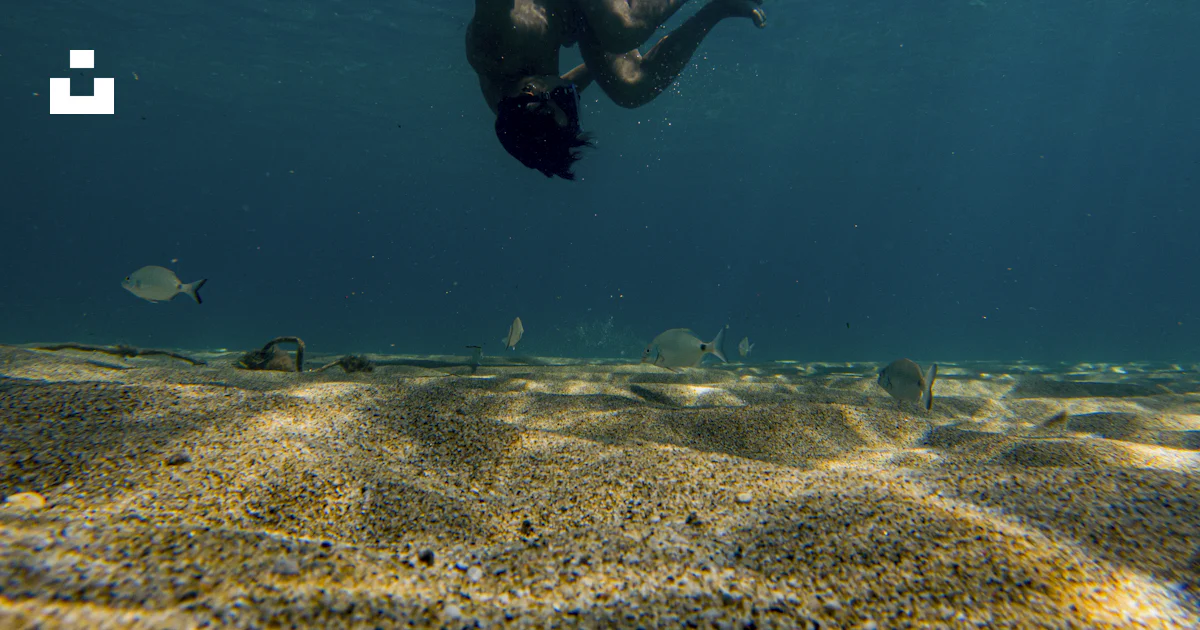 A man swimming in the ocean with a fish photo – Free Sand Image on Unsplash