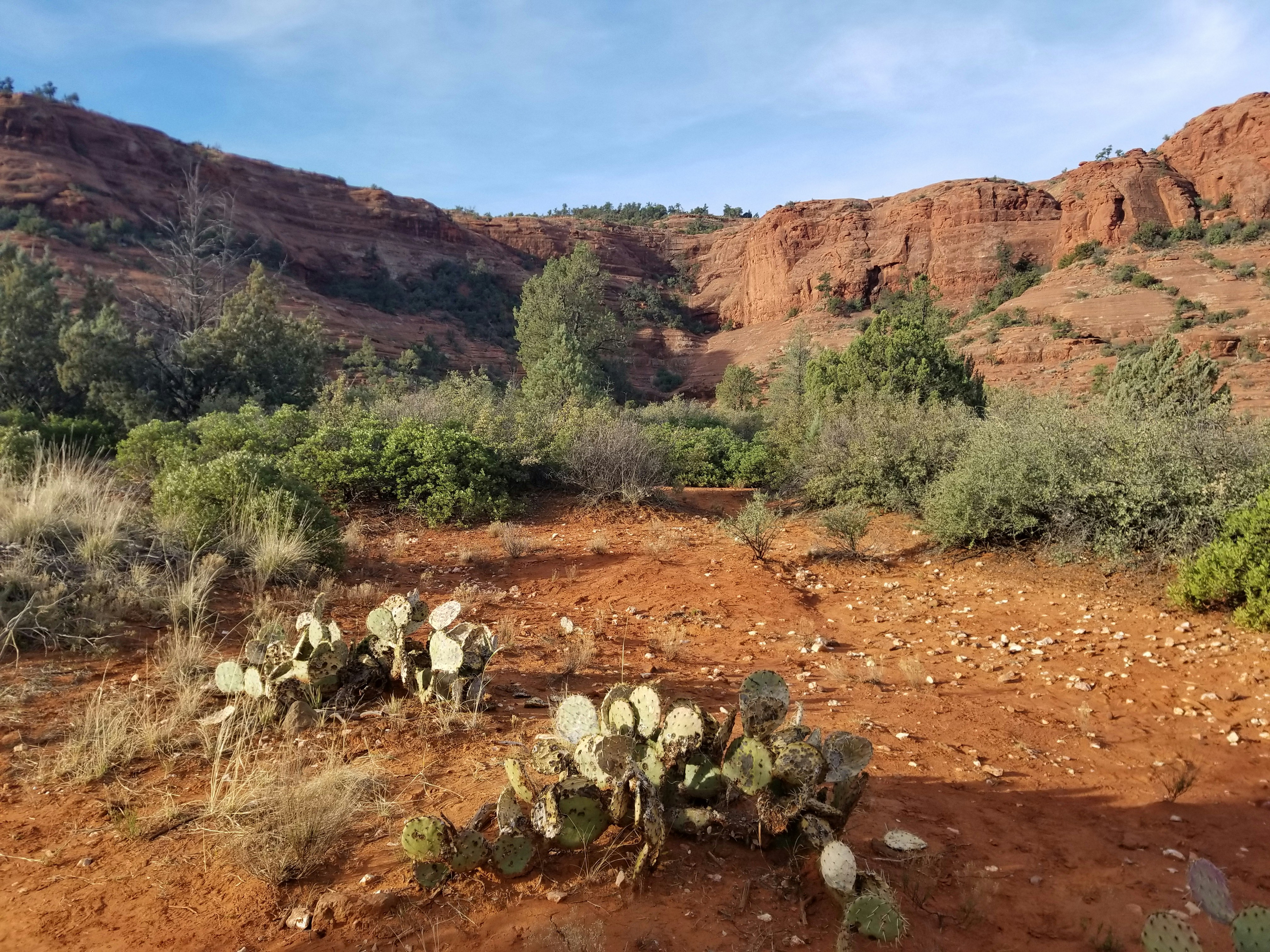 a desert area with a lot of trees and bushes, 