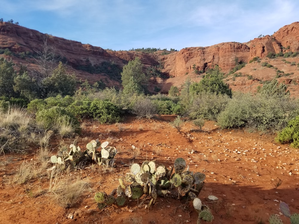 a desert area with a lot of trees and bushes