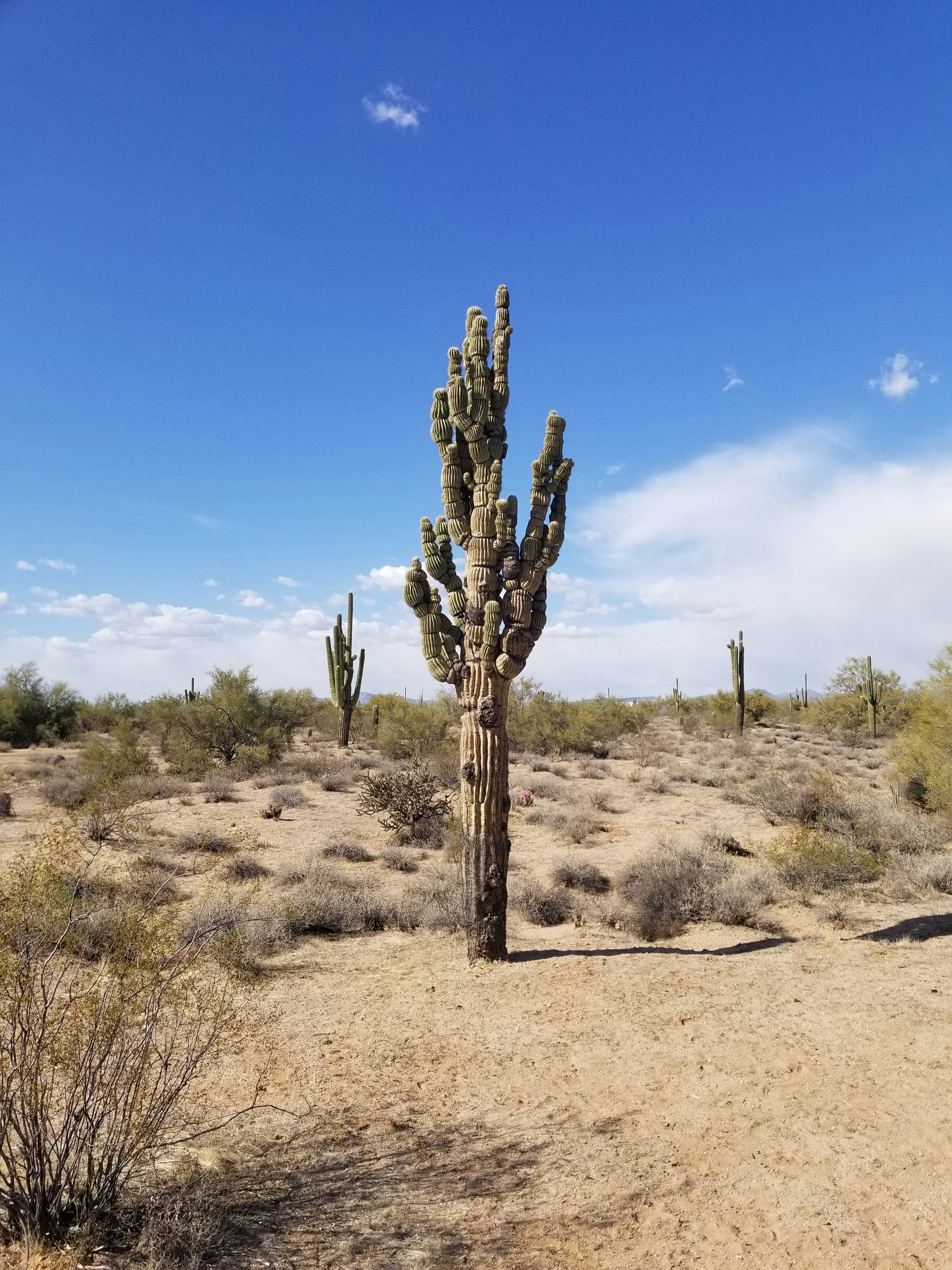 Ein großer Kaktus mitten in der Wüste
