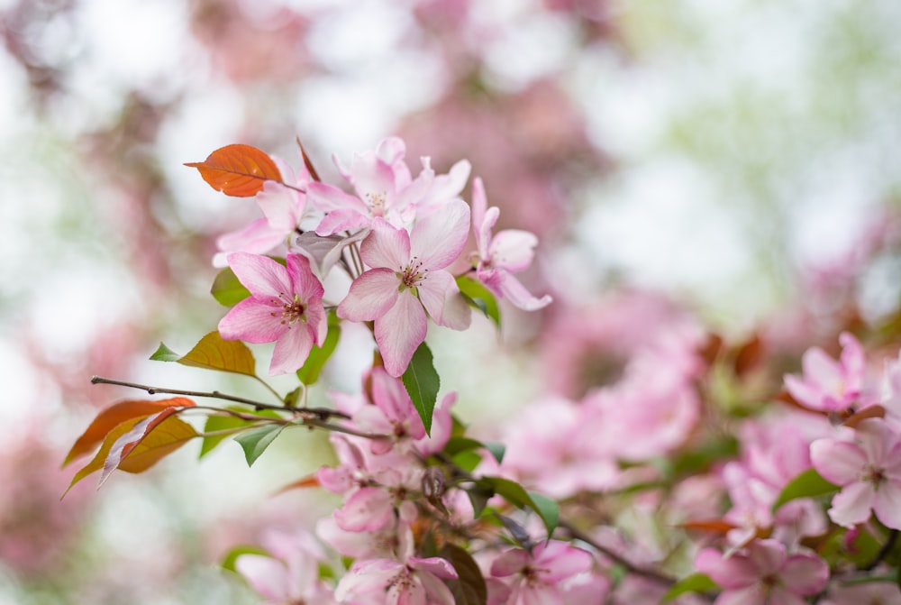 a close up of a tree with pink flowers