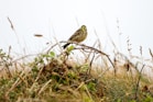 a small bird perched on a branch in the grass