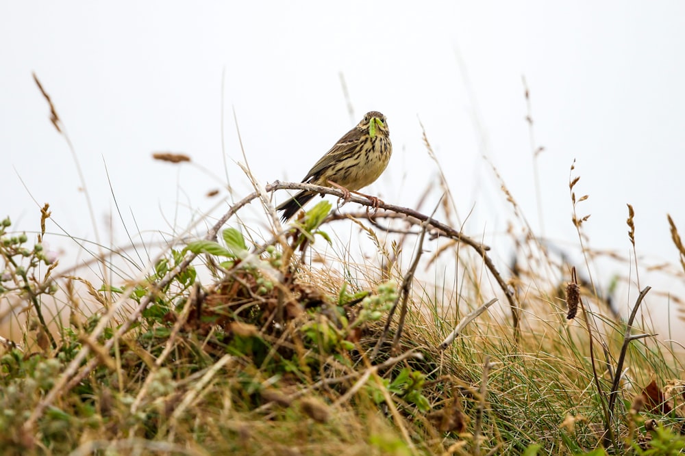 a small bird perched on a branch in the grass