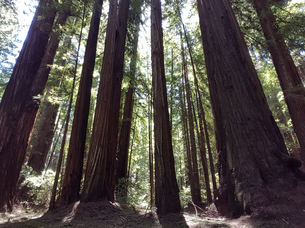 a forest filled with lots of tall trees