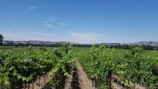 Jean-Luc Pasquet vineyard landscape in Cognac region under a clear blue sky.