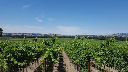 A scenic vineyard landscape with rows of grapevines under a blue sky.