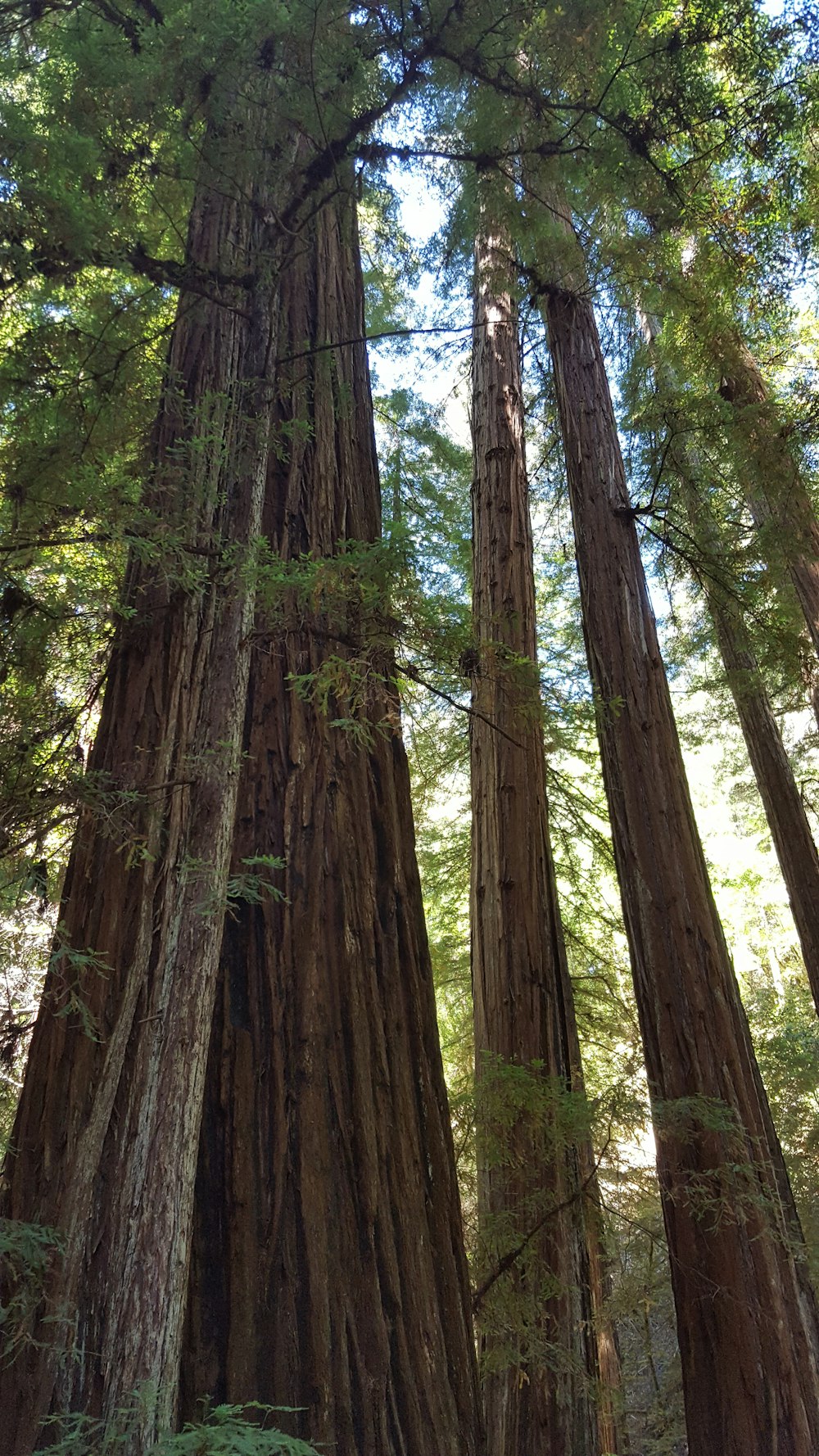 un grande gruppo di alberi in una foresta