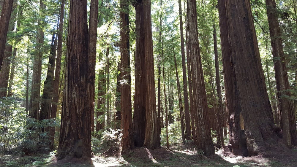 a group of tall trees in a forest