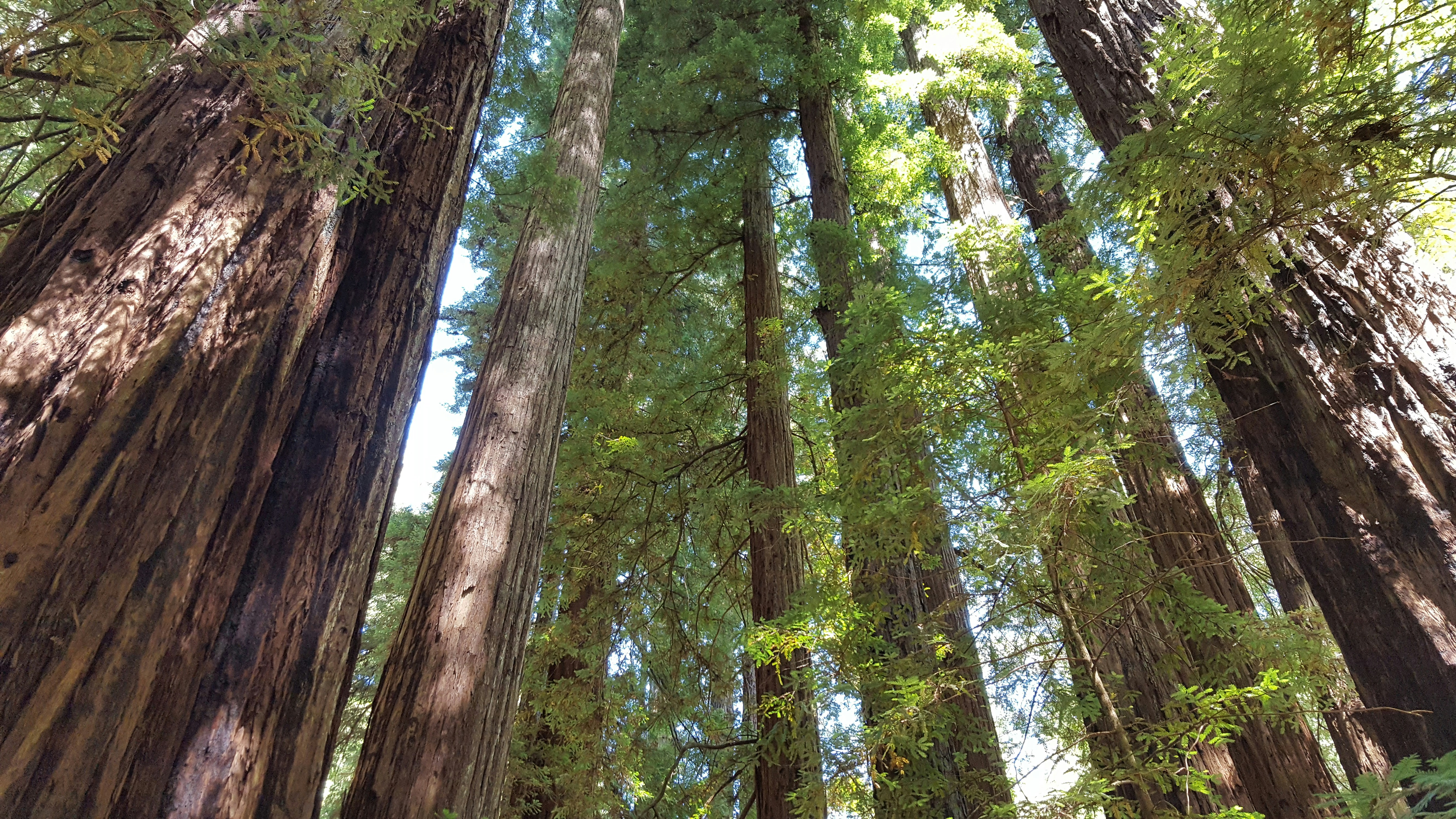 a group of tall trees in a forest, 