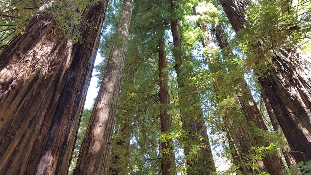 a group of tall trees in a forest