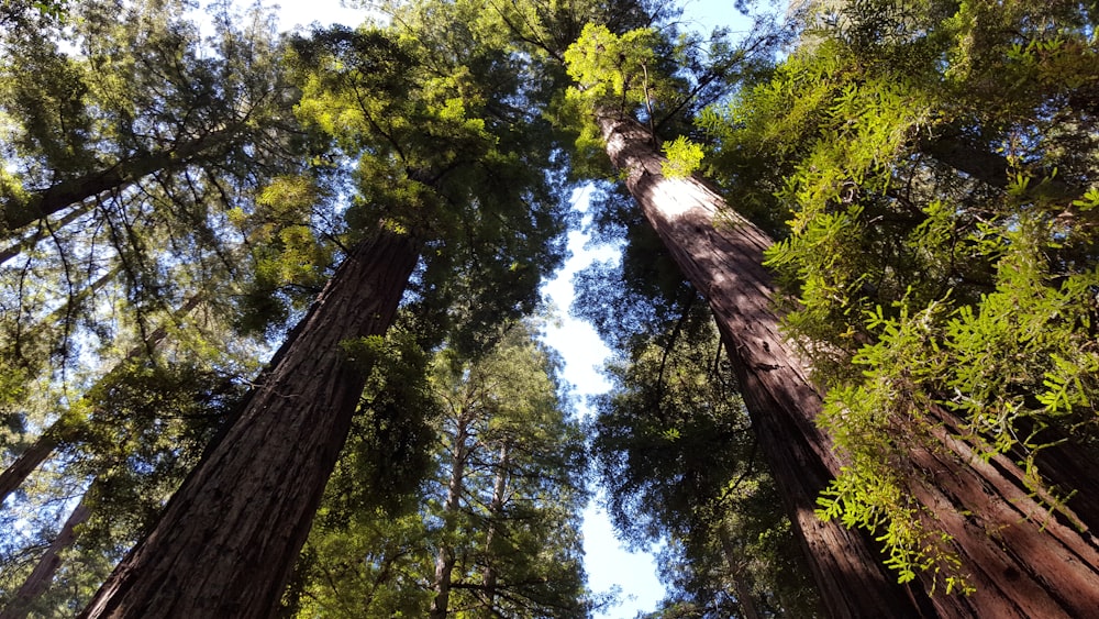 a group of tall trees standing next to each other