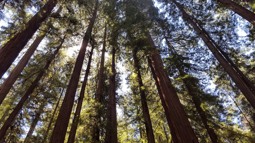 tall trees in a forest with the sun shining through them