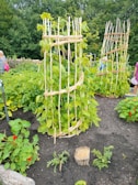 A lush garden setting featuring tall green plants supported by woven wooden structures. The plants are vibrant and healthy, surrounded by rich, dark soil. In the background, a variety of foliage is visible along with a wooden fence. Some people are visible, suggesting a community or shared garden space.