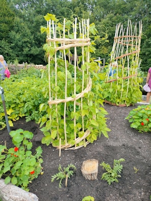 A lush garden setting featuring tall green plants supported by woven wooden structures. The plants are vibrant and healthy, surrounded by rich, dark soil. In the background, a variety of foliage is visible along with a wooden fence. Some people are visible, suggesting a community or shared garden space.