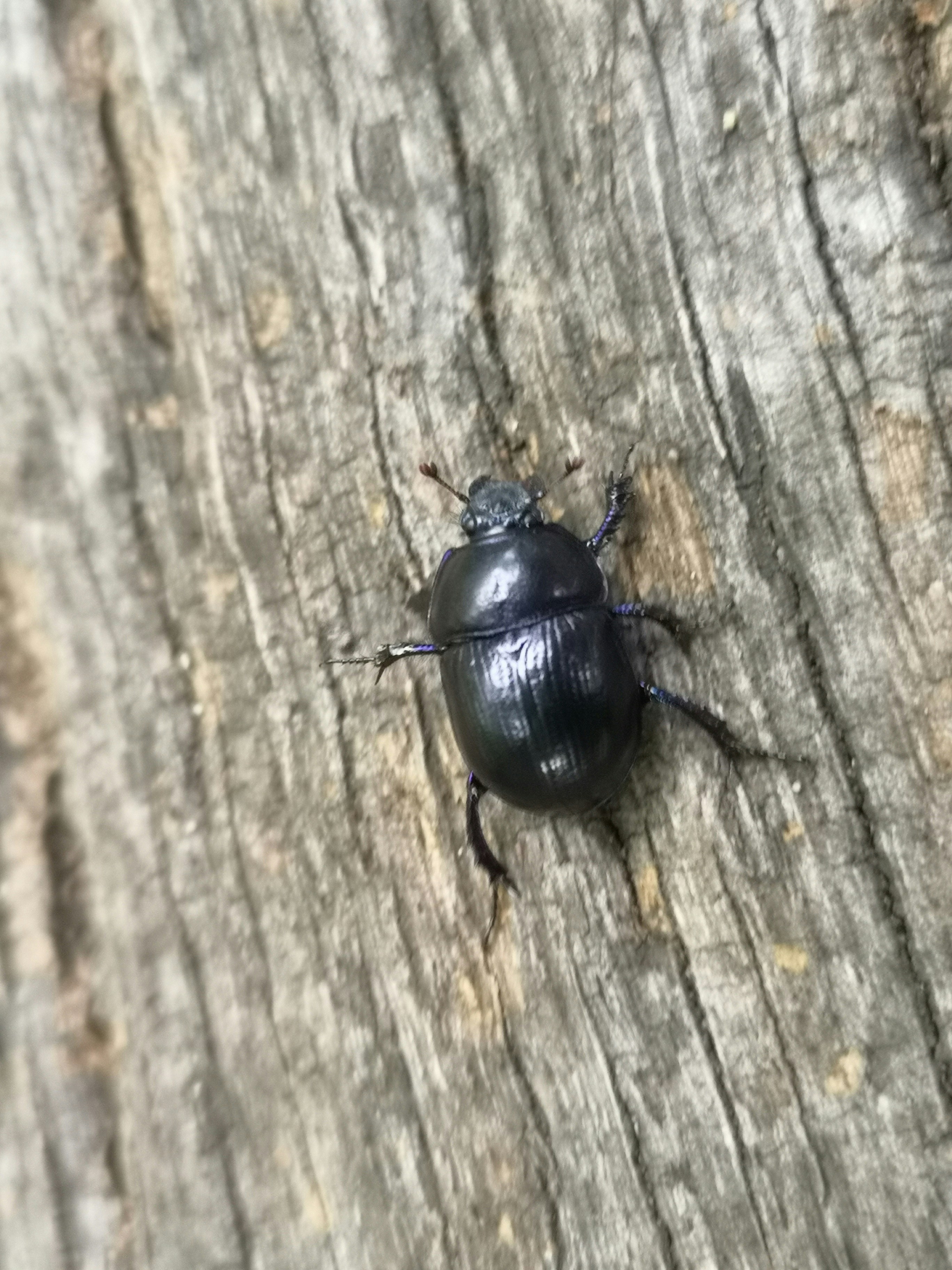Close-up of shiny Beetle exterior parts arranged neatly on a wooden table.