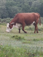 A brown and white cow is grazing on lush green grass in a field. The background consists of dense trees and foliage, creating a serene and natural environment.