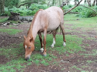 A horse with a light brown coat and white markings on its face graze on green grass in a wooded area. Surrounding the horse are trees, ferns, and patches of grass and earth. Fallen branches and a tree stump are visible in the background, adding to the natural woodland setting.