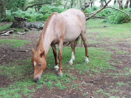 A horse with a light brown coat and white markings on its face graze on green grass in a wooded area. Surrounding the horse are trees, ferns, and patches of grass and earth. Fallen branches and a tree stump are visible in the background, adding to the natural woodland setting.