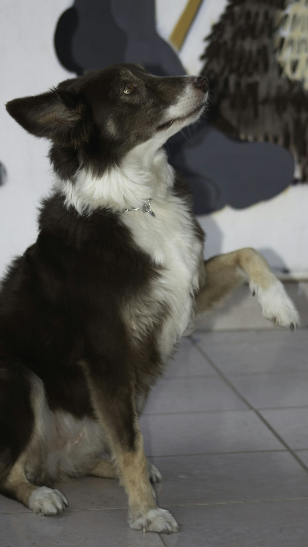 a brown and white dog sitting on a tile floor