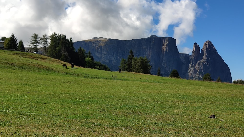 eine Wiese mit einem Berg im Hintergrund