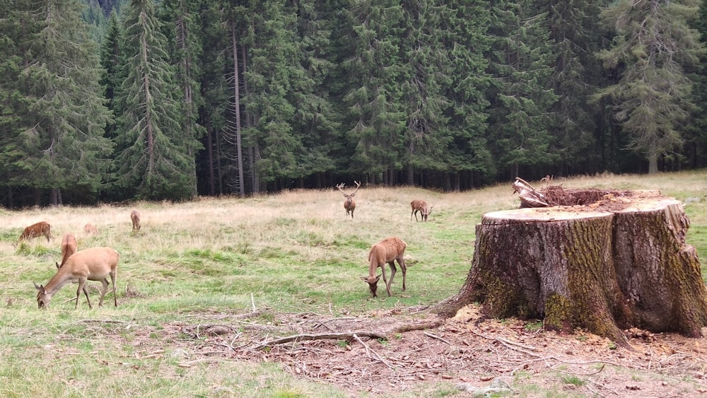 a herd of deer grazing on a lush green field