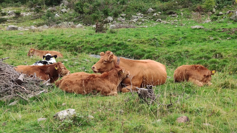 a herd of cattle laying on top of a lush green field