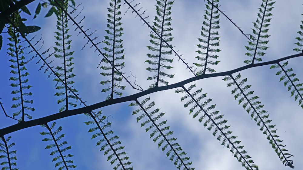 a close up of a leafy plant against a blue sky