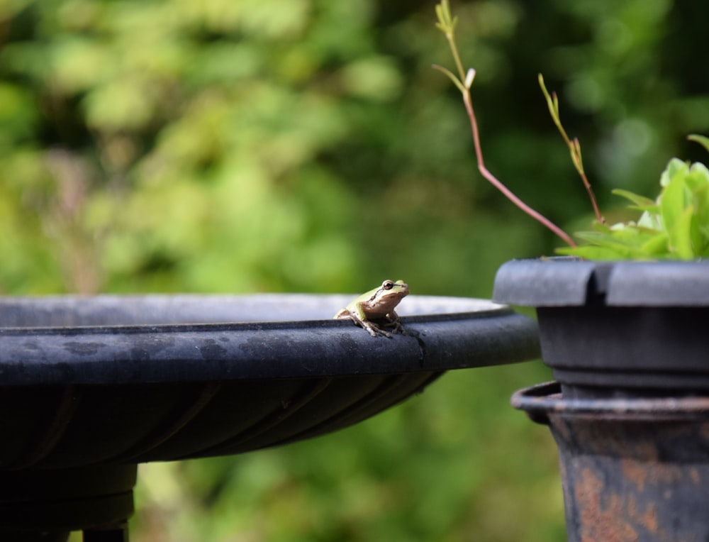 a small frog sitting on top of a black pot