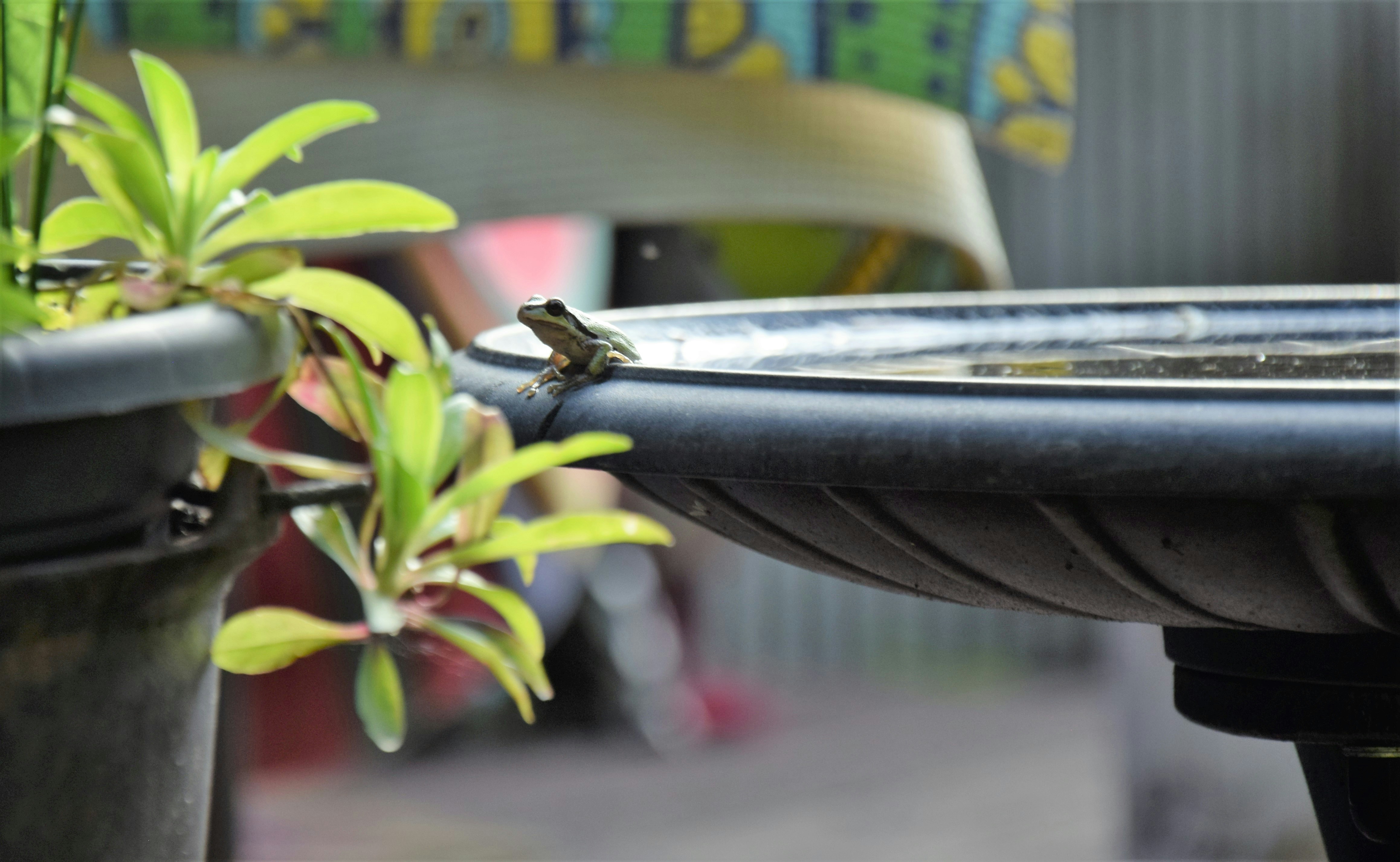 photo-1691187588431-20d9c42ffe3d?ixid=M3wxMjA3fDB8MXxzZWFyY2h8MjB8fGZyb2dneSUyMGFkc3xlbnwwfHx8fDE3NDMwMTcxODl8MA\u0026ixlib=rb-4.0.3