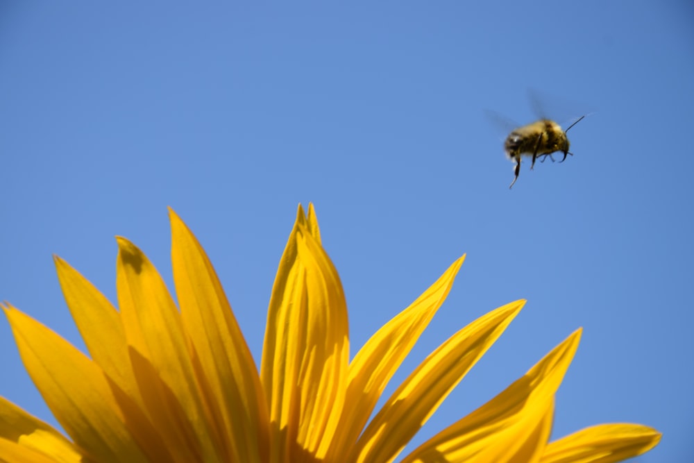 a bee flying over a sunflower with a blue sky in the background