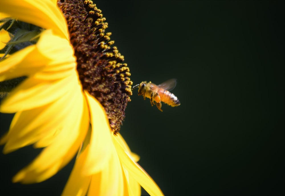 a bee flying away from a sunflower