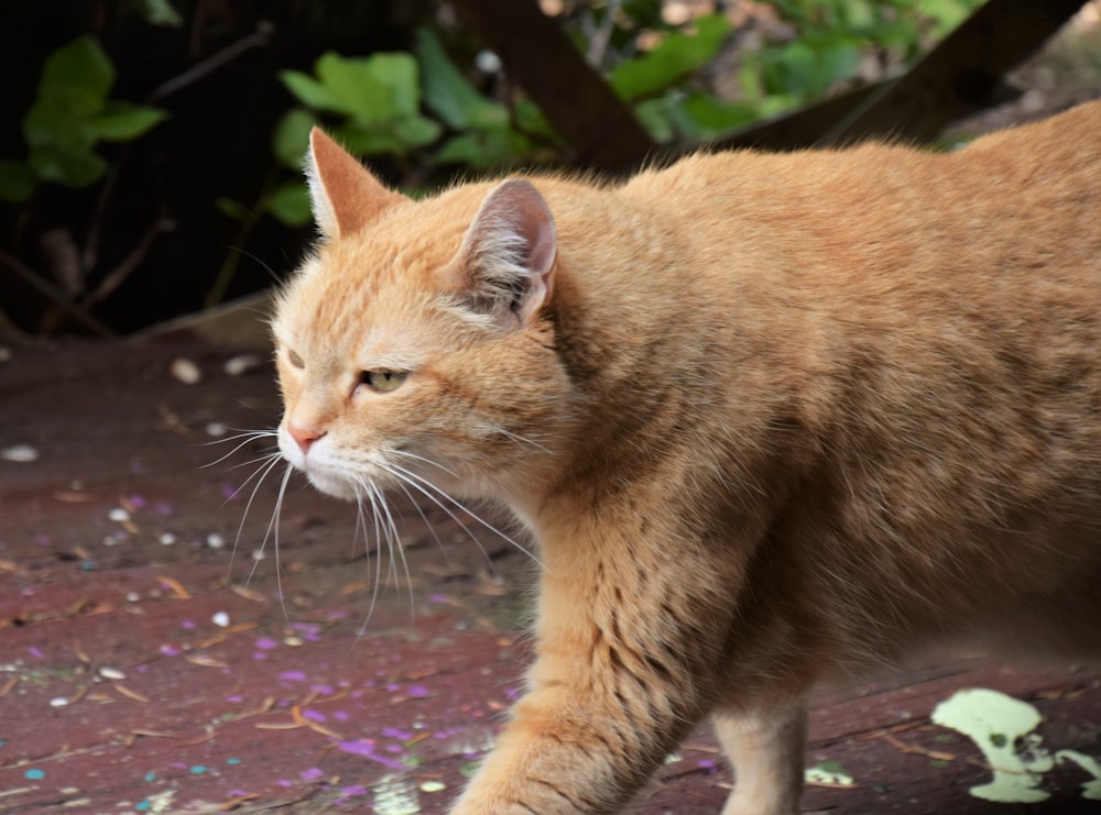 a close up of a cat walking on a sidewalk