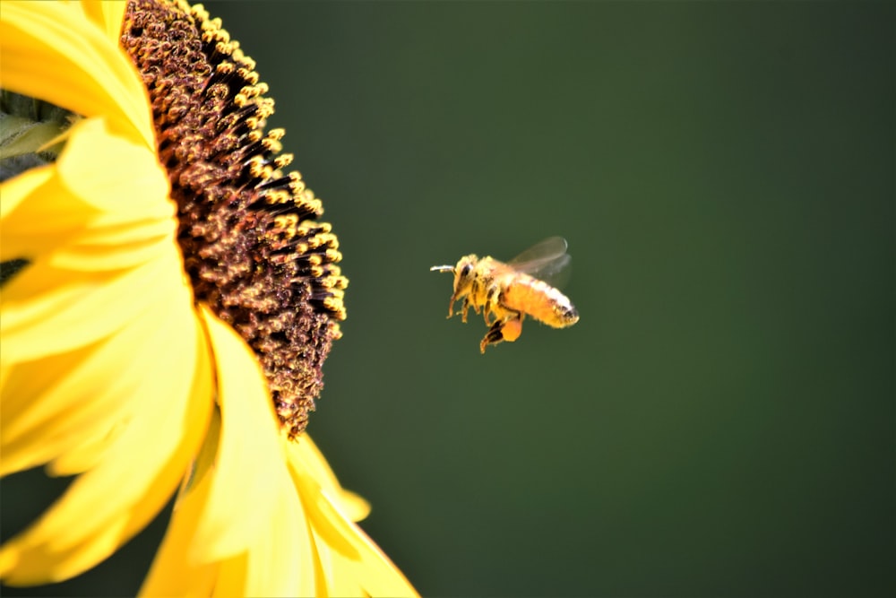 a bee flying away from a sunflower
