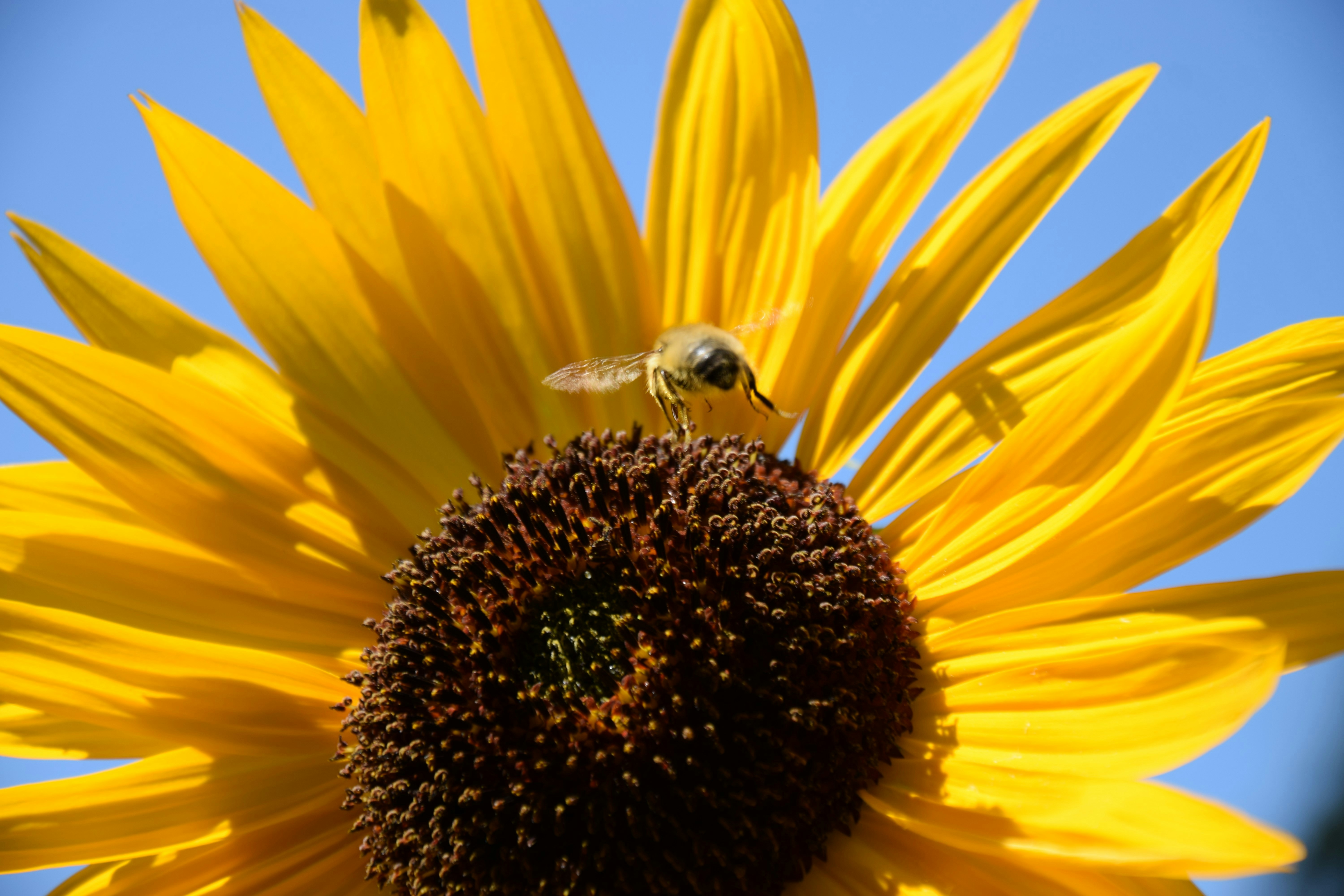 a bee on a sunflower with a blue sky in the background